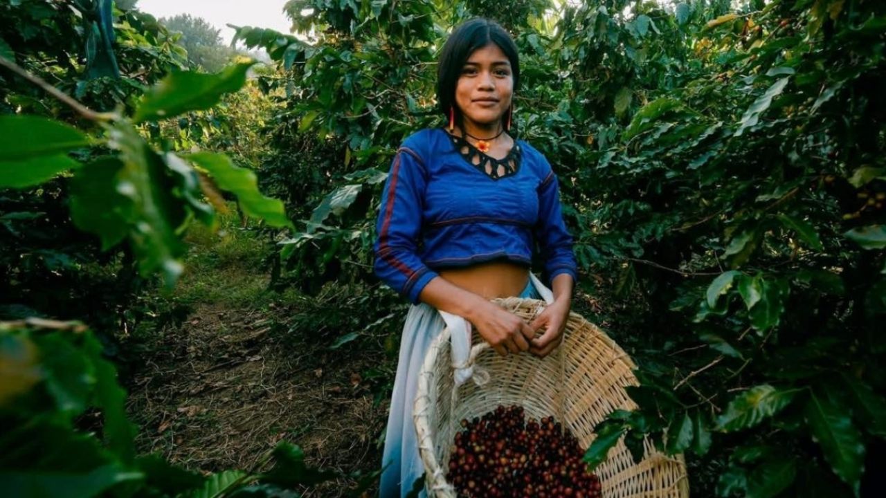 Café de Nayarit obtiene Denominación de Origen y busca posicionarse en mercados nacional e internacional