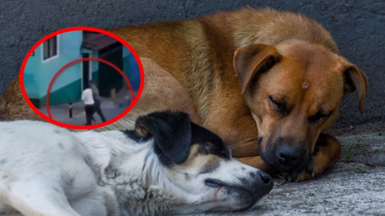 Estado de Salud de Sahara Emilia tras Ataque con Machete