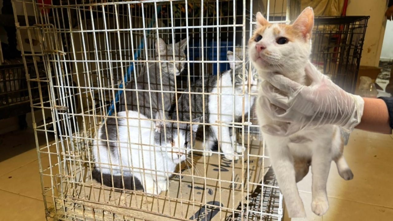 Rescatan 13 gatos en condiciones deplorables en Juárez, Nuevo León