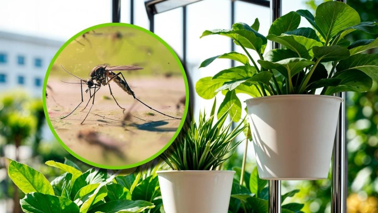 Plantas Aromáticas que Repelen Moscas y Mosquitos