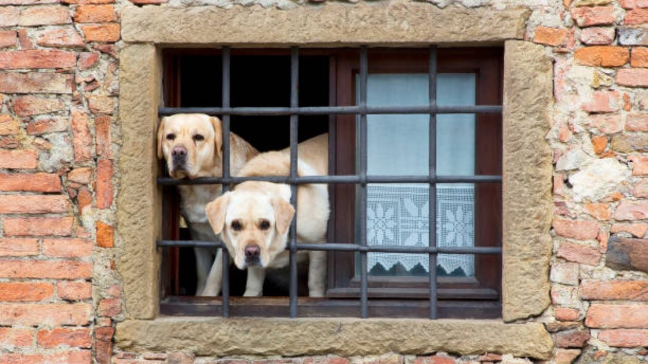 Nueva Ley de Bienestar Animal en la Unión Europea: Prohibiciones y Regulaciones