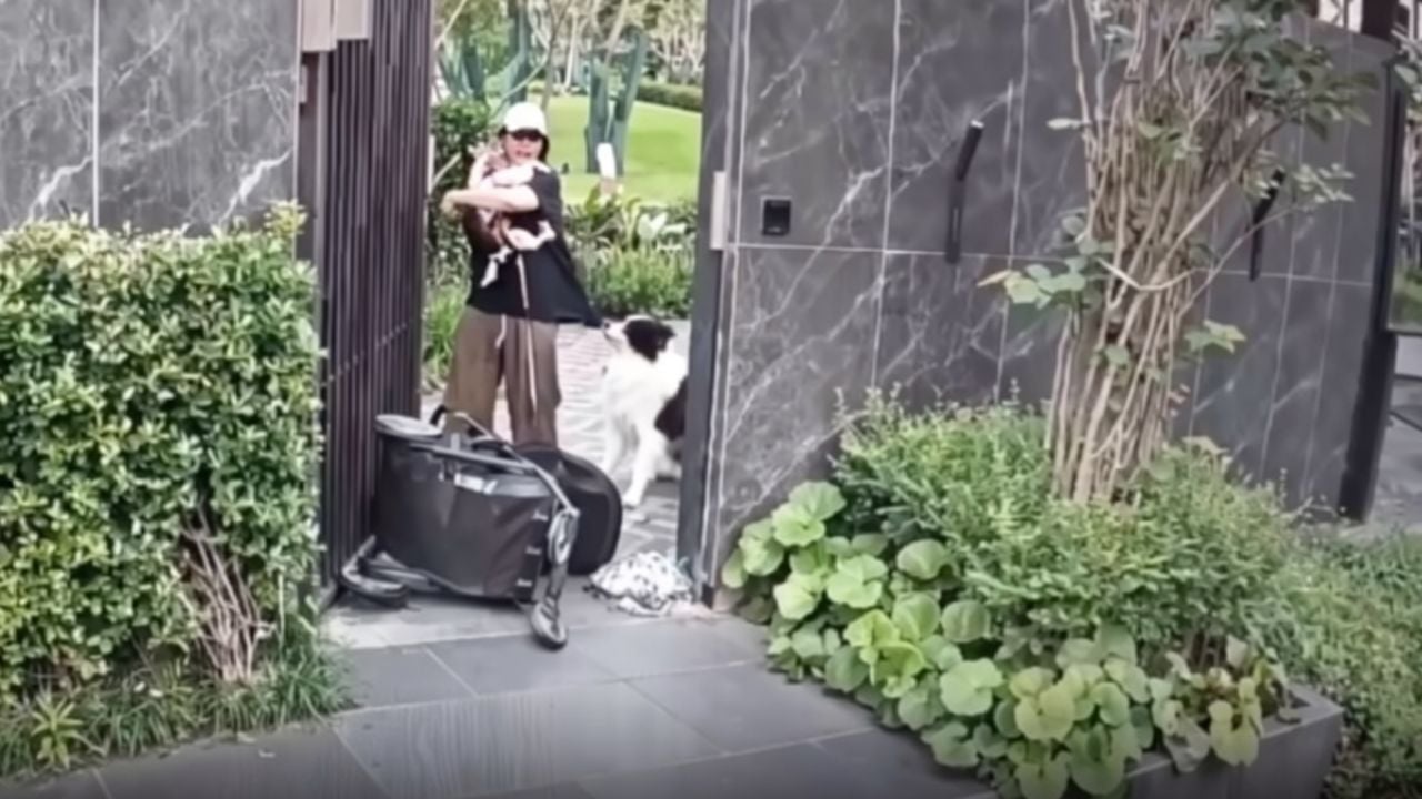 Decisión crítica durante ataque de perro: ¿mascota o bebé?
