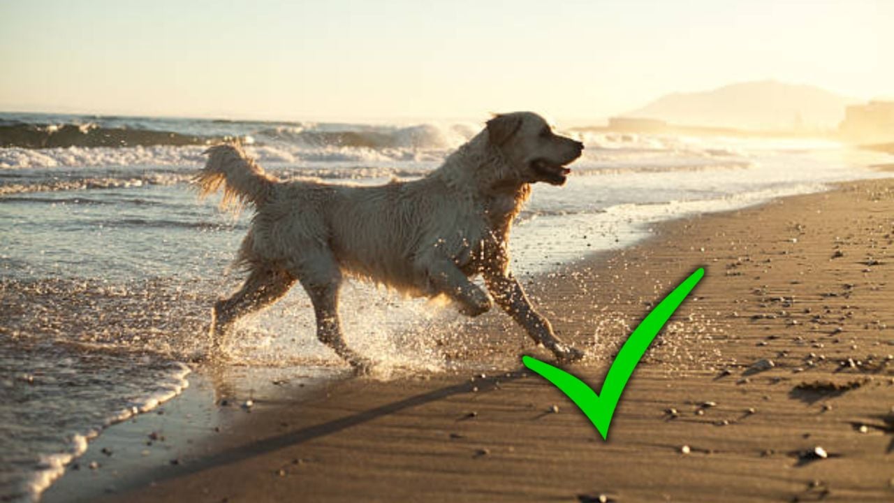 Ya puedes viajar gratis: esta nueva forma de turismo permite alojarse en destinos de lujo a cambio de cuidar animales